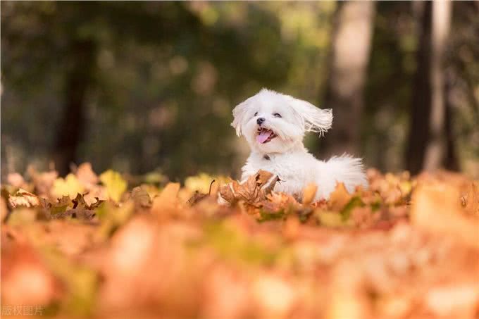 宠物狗系列之卷毛比雄犬