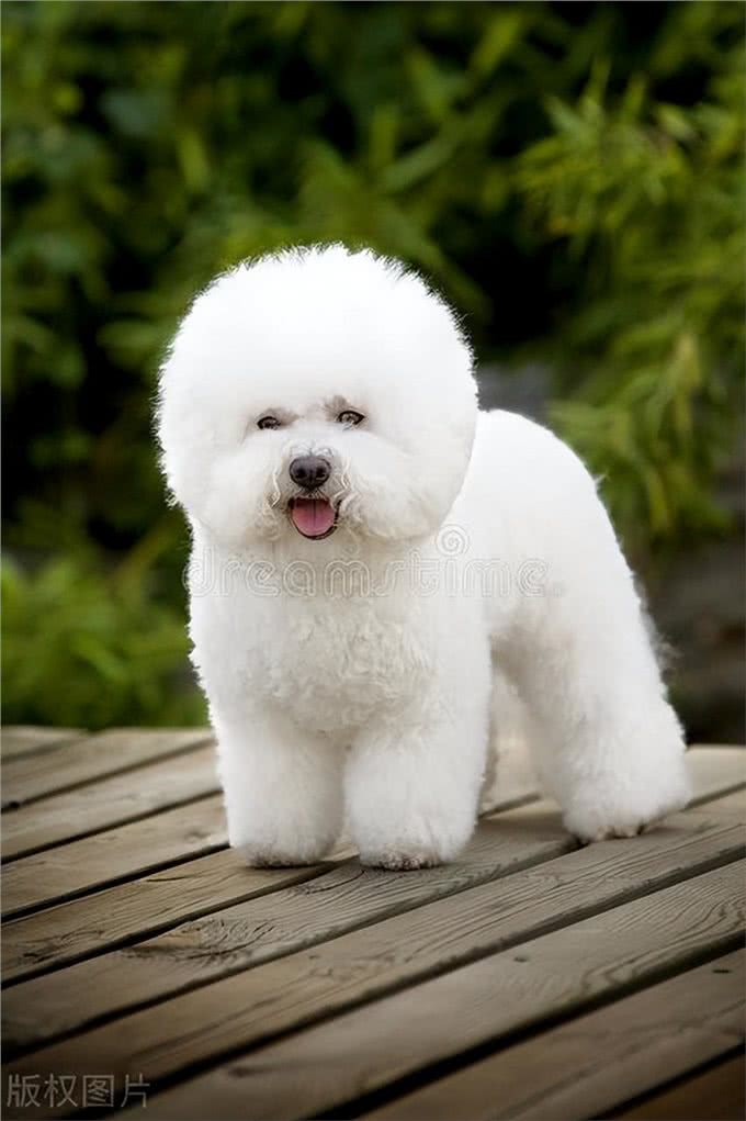 宠物狗系列之卷毛比雄犬