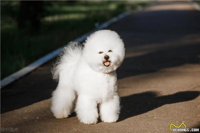 宠物狗系列之卷毛比雄犬