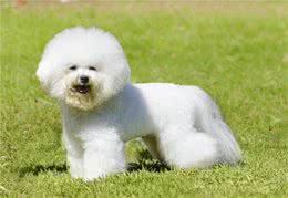 宠物狗系列之卷毛比雄犬