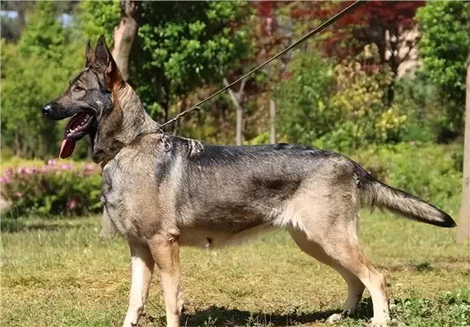 为什么越来越多人养昆明犬?网友：养了就不想换狗了