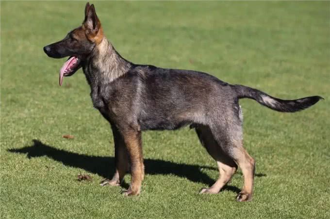 为什么越来越多人养昆明犬?网友：养了就不想换狗了