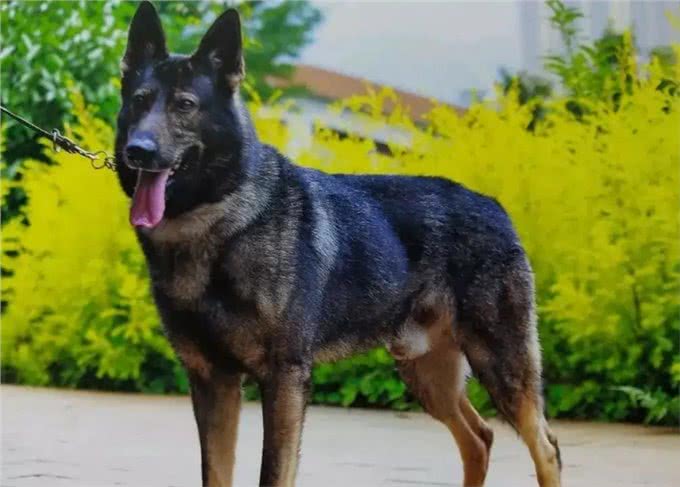 为什么越来越多人养昆明犬?网友：养了就不想换狗了