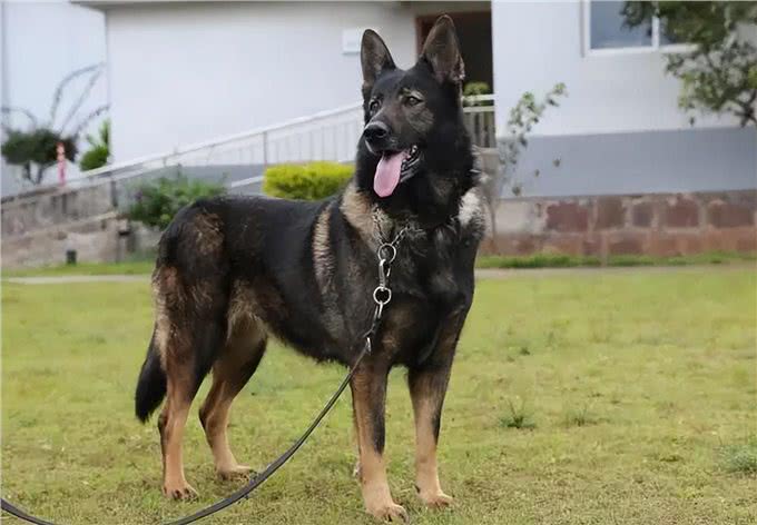 为什么越来越多人养昆明犬?网友：养了就不想换狗了