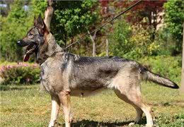 为什么越来越多人养昆明犬?网友：养了就不想换狗了