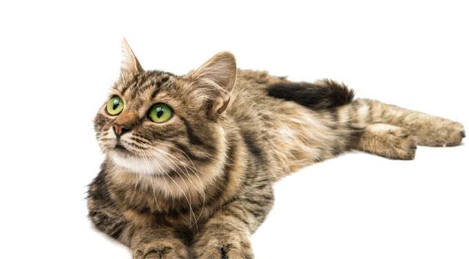 狸花猫很聪明，有的会自己开门，狸花猫进家门预示着什么?