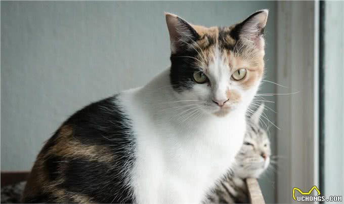 狸花猫很聪明，有的会自己开门，狸花猫进家门预示着什么?