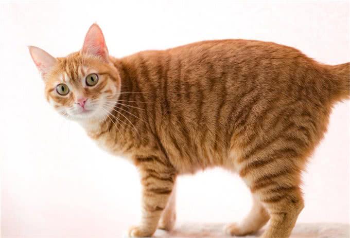 狸花猫很聪明，有的会自己开门，狸花猫进家门预示着什么?