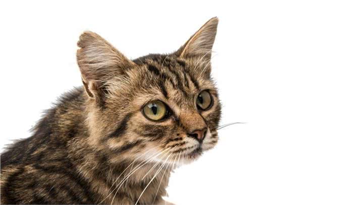 狸花猫很聪明，有的会自己开门，狸花猫进家门预示着什么?