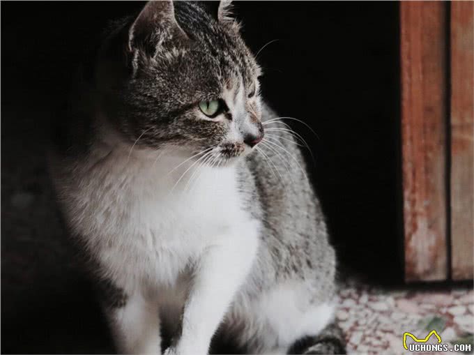 狸花猫很聪明，有的会自己开门，狸花猫进家门预示着什么?