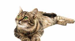 狸花猫很聪明，有的会自己开门，狸花猫进家门预示着什么?