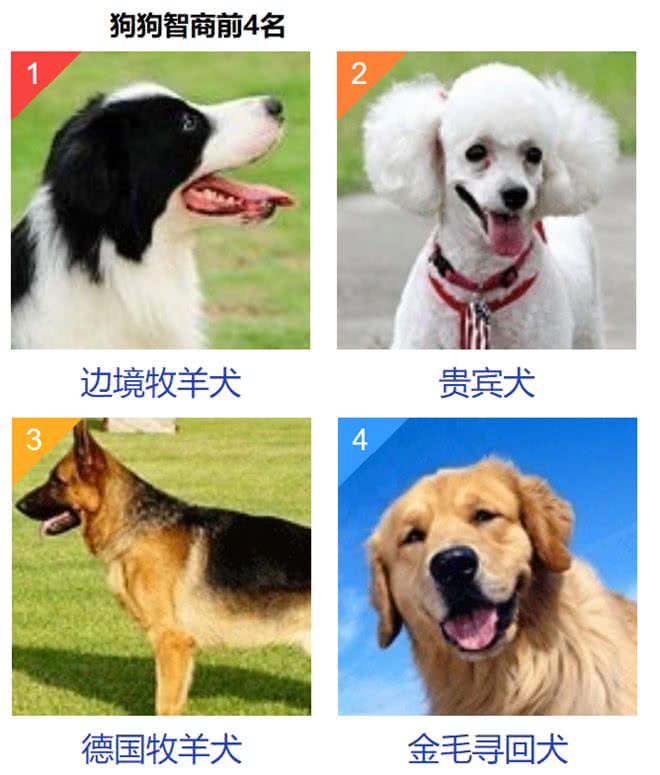 狗狗的智商，相当如几岁儿童的智商呢?