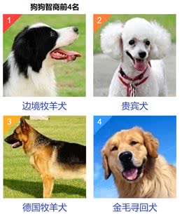 狗狗的智商，相当如几岁儿童的智商呢?