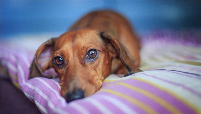 狗狗突然食欲全无?有可能是患上了胃炎,狗狗的胃炎到底有多严重