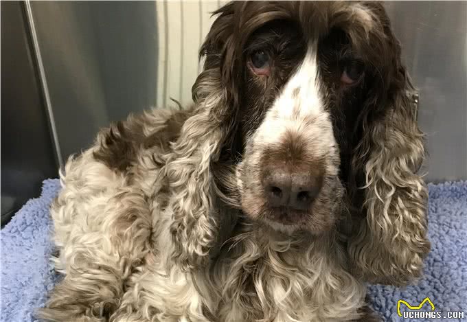 狗狗突然食欲全无?有可能是患上了胃炎,狗狗的胃炎到底有多严重