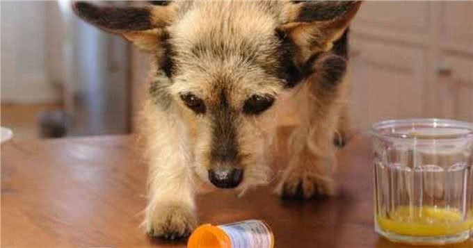 狗狗突然食欲全无?有可能是患上了胃炎,狗狗的胃炎到底有多严重