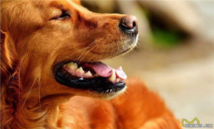 狗狗突然食欲全无?有可能是患上了胃炎,狗狗的胃炎到底有多严重