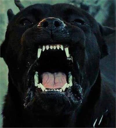 美国斗牛梗和比特犬到底谁更胜一筹?