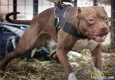 美国斗牛梗和比特犬到底谁更胜一筹?