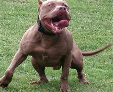 美国斗牛梗和比特犬到底谁更胜一筹?