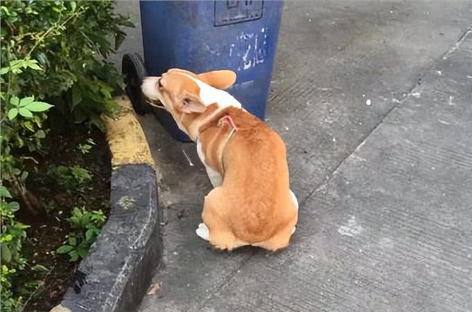 这几种狗狗，出了名的肠胃差