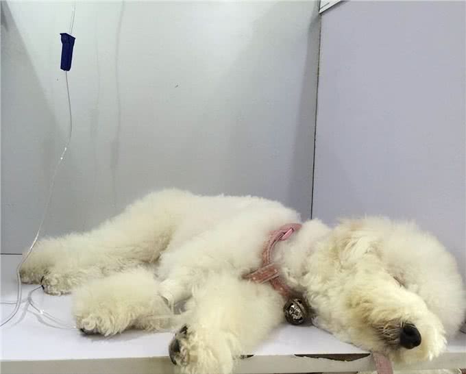 这几种狗狗，出了名的肠胃差