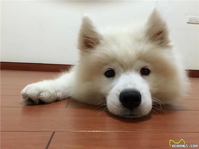 这几种狗狗，出了名的肠胃差