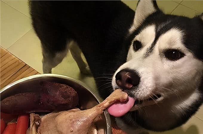 这几种狗狗，出了名的肠胃差