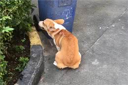 这几种狗狗，出了名的肠胃差