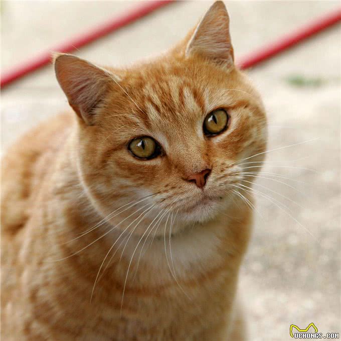 越南巴士运1200斤冷冻猫尸被查，当地人爱吃猫，不够还从中国进口
