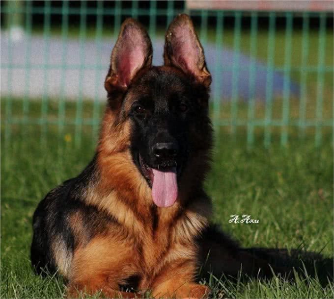 一眼辨别纯种!5个月德国牧羊犬幼犬，这些特征你不能错过!
