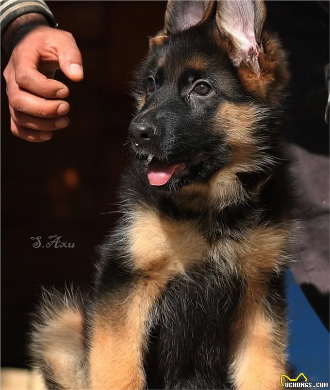一眼辨别纯种!5个月德国牧羊犬幼犬，这些特征你不能错过!