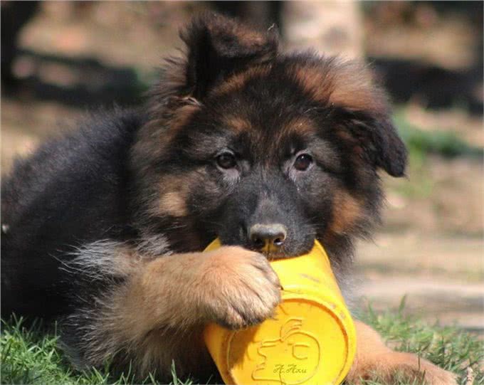 一眼辨别纯种!5个月德国牧羊犬幼犬，这些特征你不能错过!