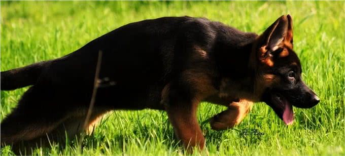 一眼辨别纯种!5个月德国牧羊犬幼犬，这些特征你不能错过!