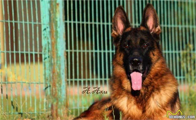 一眼辨别纯种!5个月德国牧羊犬幼犬，这些特征你不能错过!