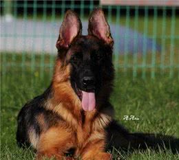 一眼辨别纯种!5个月德国牧羊犬幼犬，这些特征你不能错过!