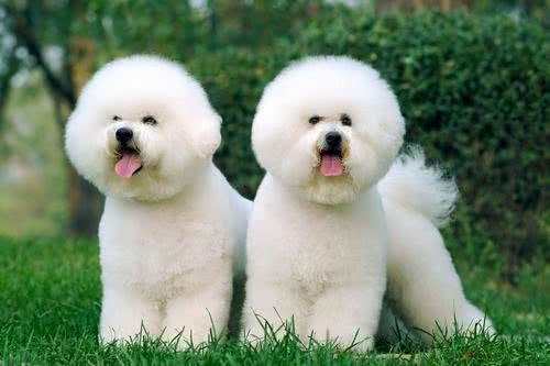 比熊犬适合吃什么狗粮呢?