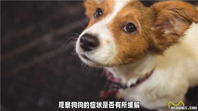 养狗经验大分享!狗狗消化不良怎么办