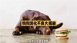 养狗经验大分享!狗狗消化不良怎么办
