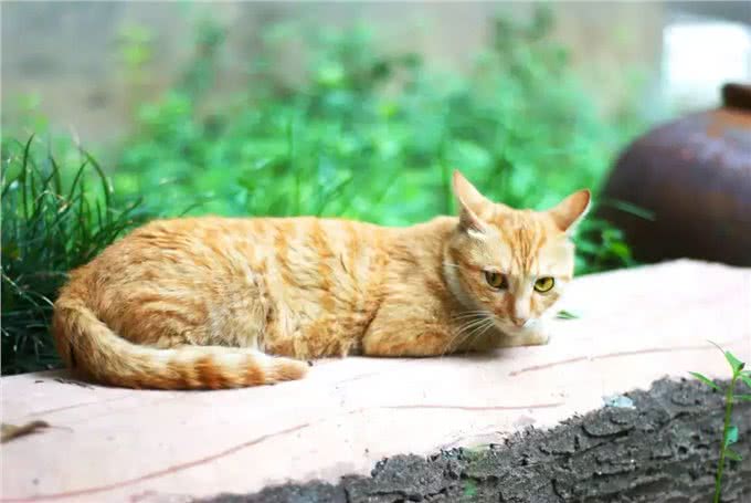 辟谣!新型冠状病毒爆发，养猫的更容易被感染?猫不背这个锅