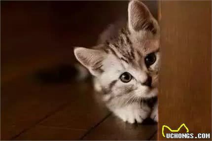 辟谣!新型冠状病毒爆发，养猫的更容易被感染?猫不背这个锅