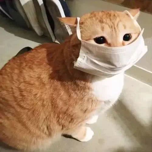 辟谣!新型冠状病毒爆发，养猫的更容易被感染?猫不背这个锅