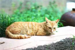 辟谣!新型冠状病毒爆发，养猫的更容易被感染?猫不背这个锅