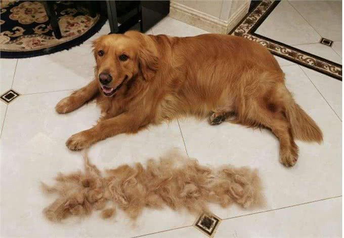 金毛犬掉毛严重怎么办?