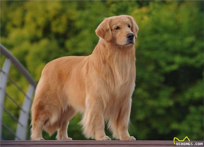 金毛犬掉毛严重怎么办?