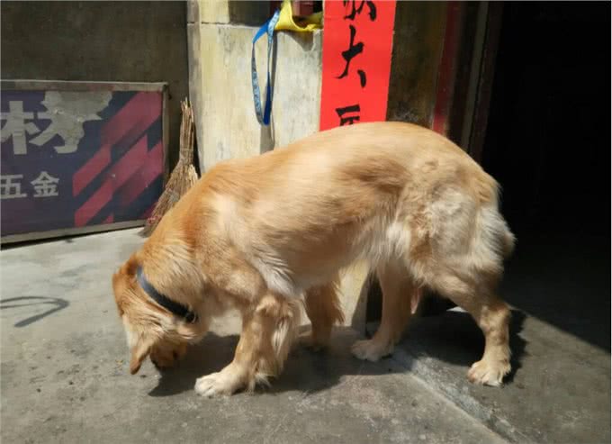 金毛犬掉毛严重怎么办?
