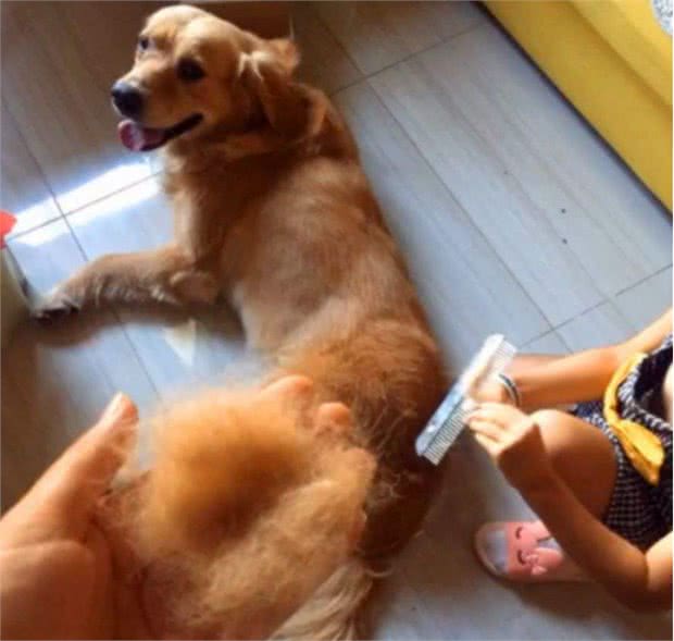 金毛犬掉毛严重怎么办?
