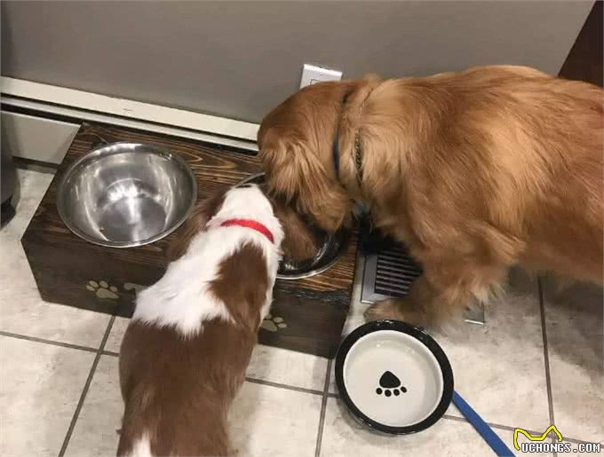 金毛犬掉毛严重怎么办?