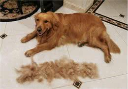金毛犬掉毛严重怎么办?