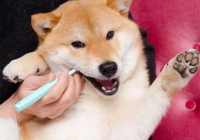 狗狗的牙齿疾病很常见，刷牙的方法也很重要，主人应该好好看看